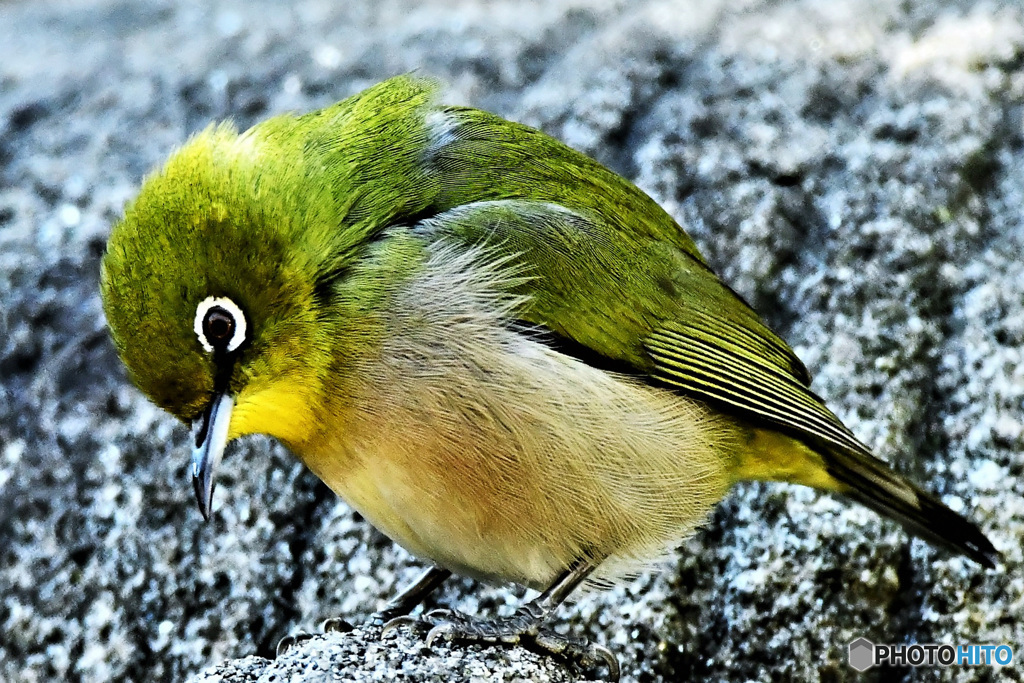 野山の鳥 22-078 メジ君  風が強く冷たい