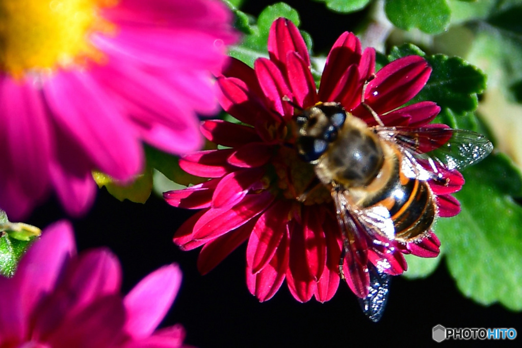 庭に咲いた花に蜂さん  21-573