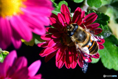 庭に咲いた花に蜂さん  21-573
