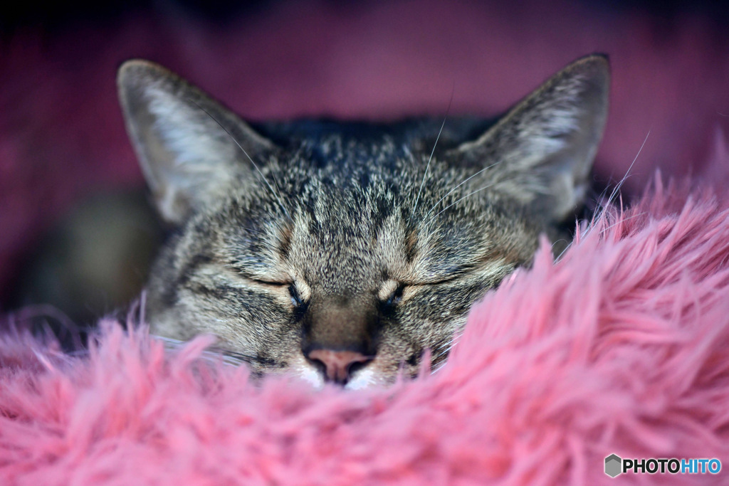 ふわふわのベッドで良い眠りを 