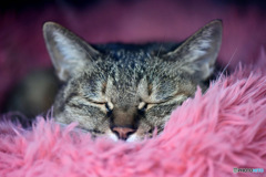 ふわふわのベッドで良い眠りを 