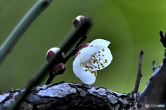 2022年初の白梅一輪咲きました 22-004