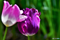 庭に咲いたチューリップの花