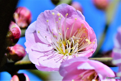 青空と枝垂れ梅の花 22-104