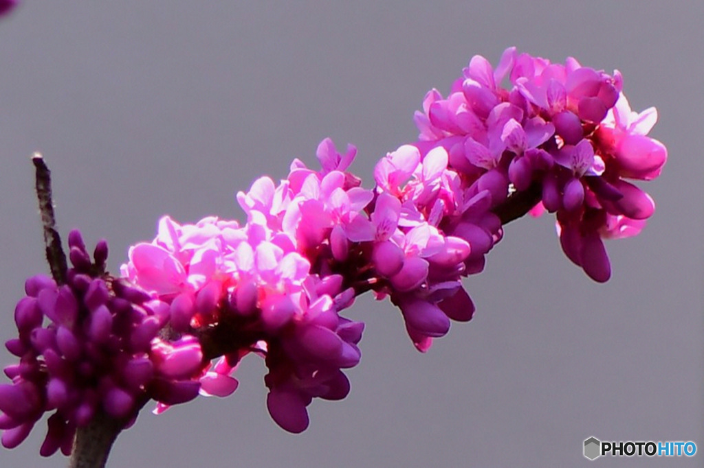 ハナズオウの花が満開です