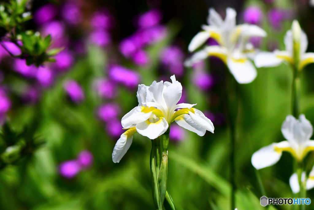 白アヤメと紫蘭の花 22-291