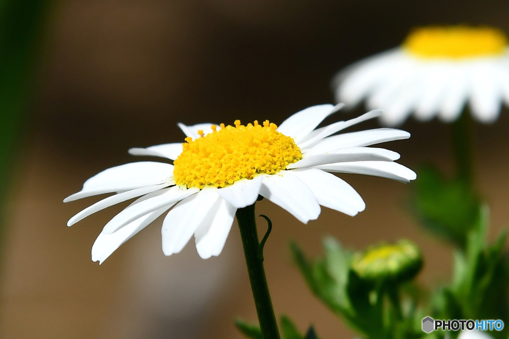 春に咲いた花 22-429