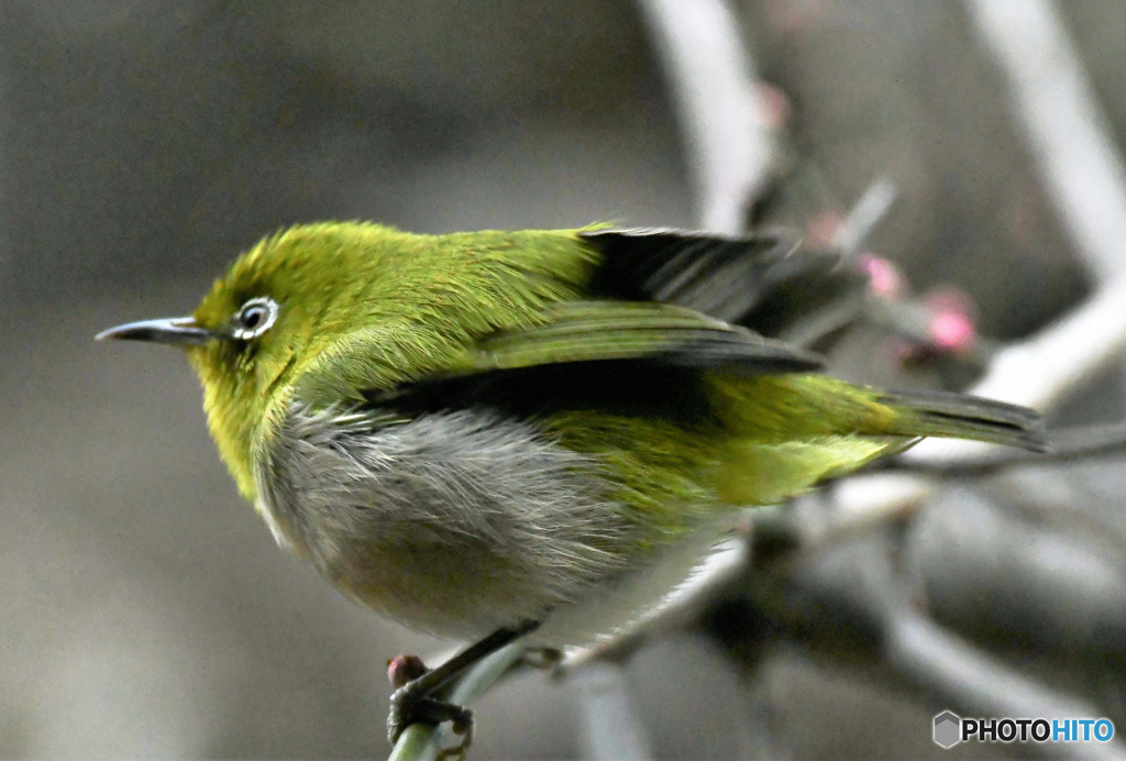 野山の鳥 23-066 メジ君