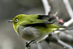 野山の鳥 23-066 メジ君