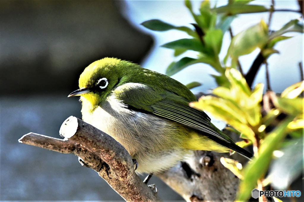 野山の鳥 23-038  メジ君