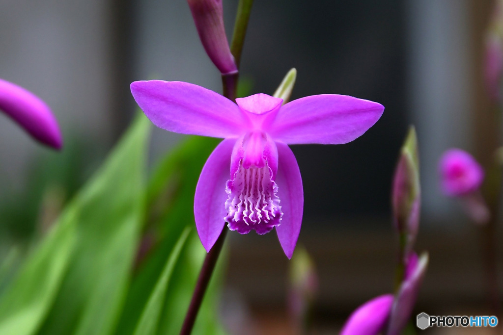     庭に咲き始めたシランの花