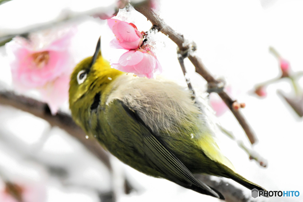  梅の花とメジロと雪  