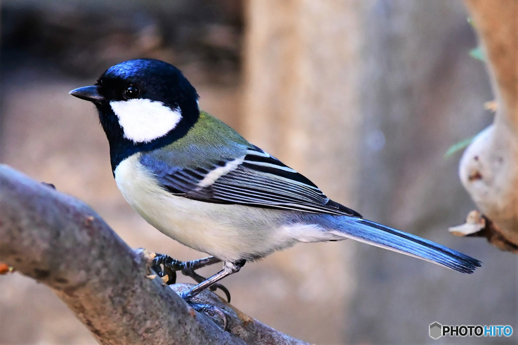 野山の鳥  シジュウカラ  