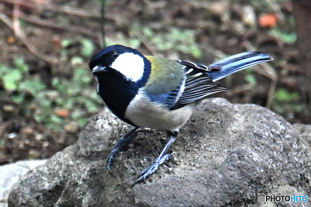 野山の鳥  21-338  四十雀さん