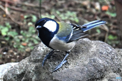 野山の鳥  21-338  四十雀さん