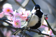 梅の花と四十雀さん  21-130
