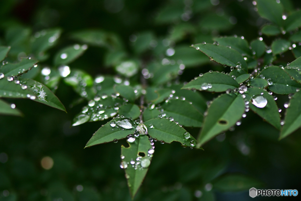南天の葉に雨上がりの水滴   