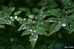 南天の葉に雨上がりの水滴   
