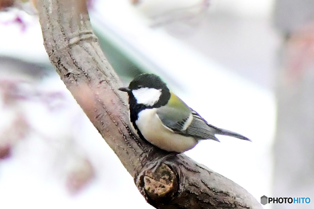 野山の鳥  シジュウカラ  