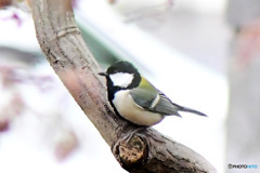 野山の鳥  シジュウカラ  