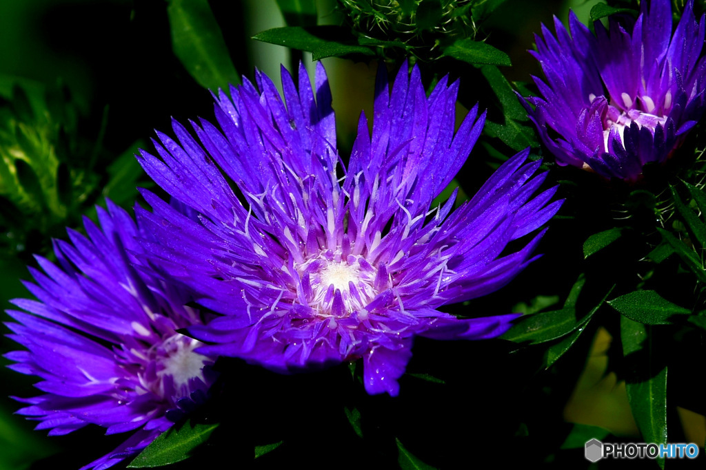  庭に咲いたストケシアの花  