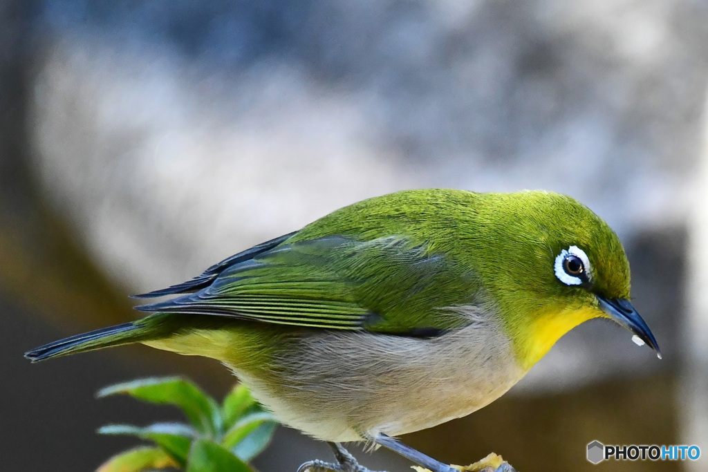 野山の鳥 22-097 メジ君