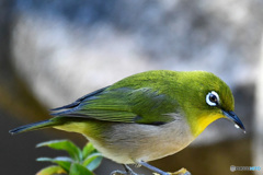 野山の鳥 22-097 メジ君