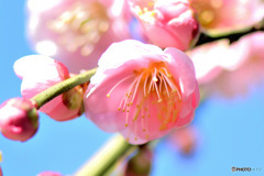  薄紅色の梅の花 