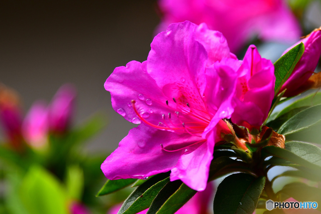 雨に濡れる春の花 23-317