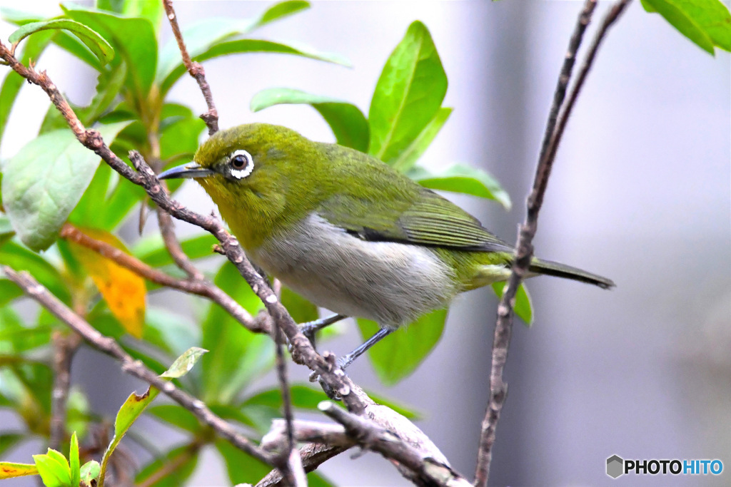 野山の鳥 メジ君
