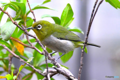 野山の鳥 メジ君 