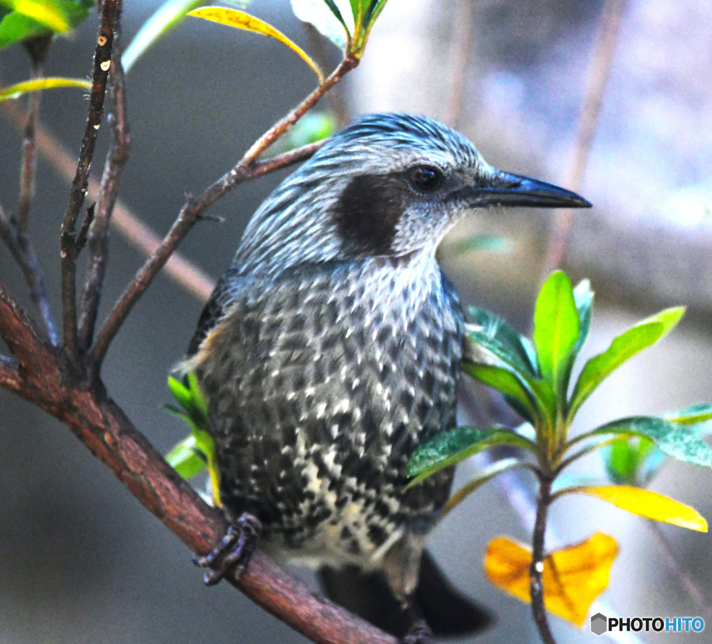 野山の鳥  ヒヨさん