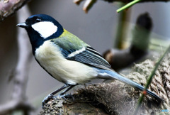 野山の鳥   四十雀さん 