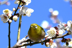 野山の鳥  メジロ