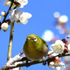 野山の鳥  メジロ