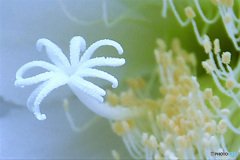 白い花の蕊  607   