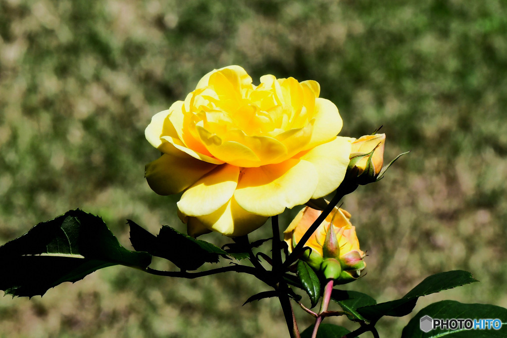 隣家に咲いた黄色いバラの花  