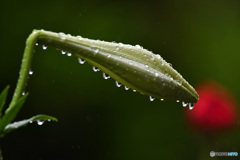 雨の水滴 (ユリの花の蕾) 22-333