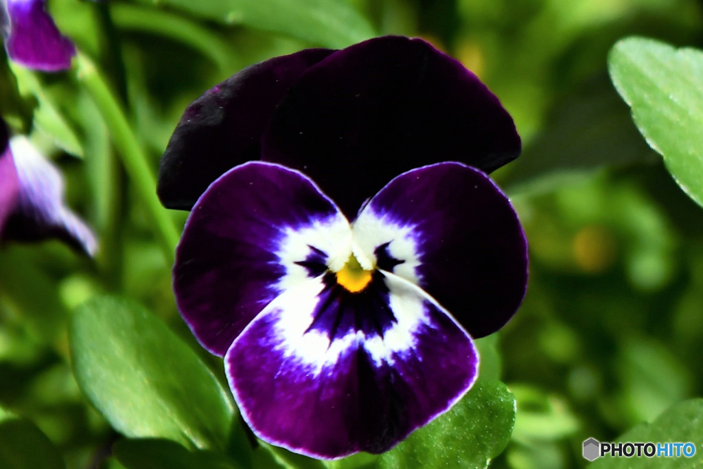 庭に咲いた春の花 
