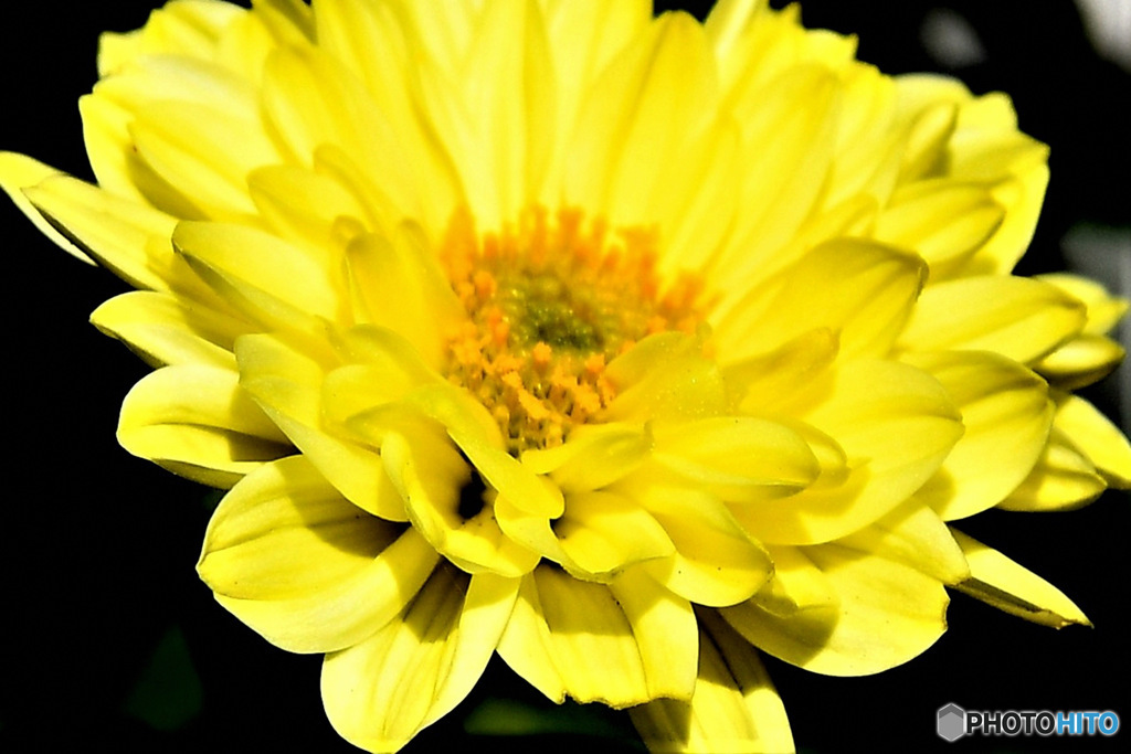 庭に咲いた小菊 