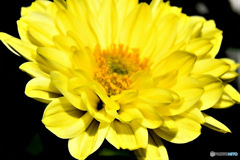 庭に咲いた小菊 