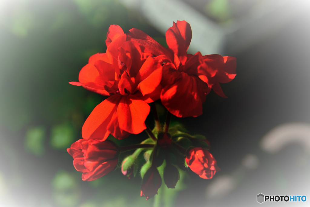 春の花 ゼラニューム  21-031