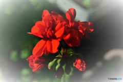 春の花 ゼラニューム  21-031