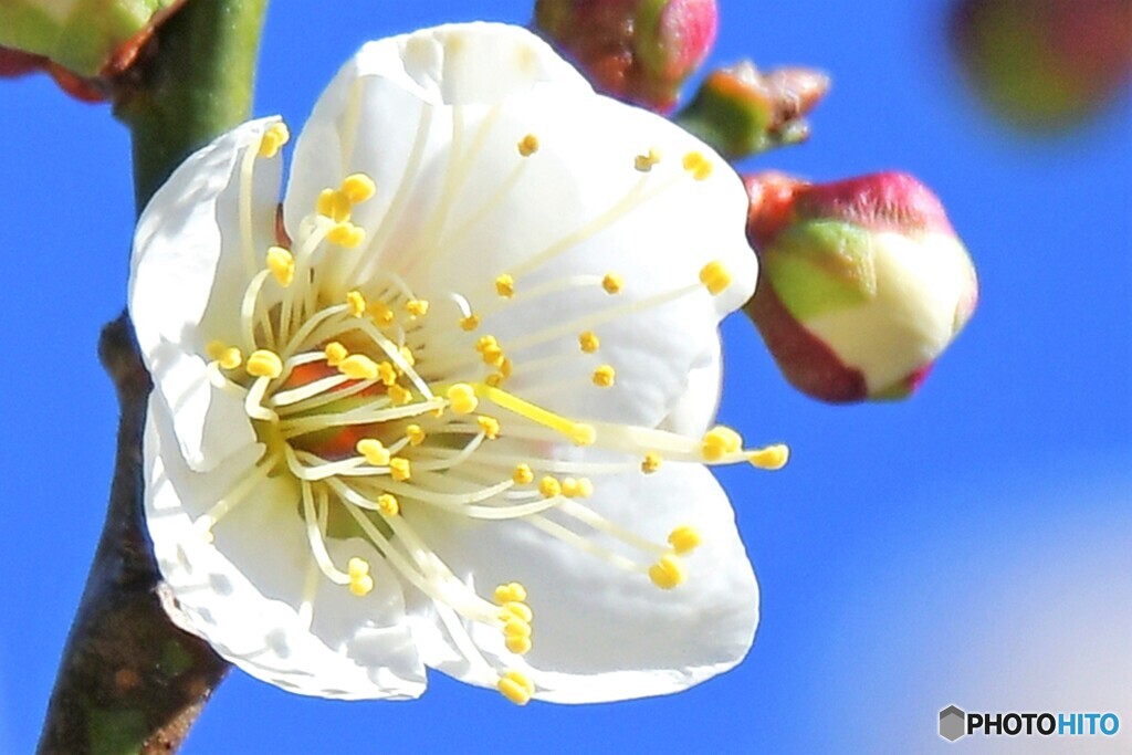 やっと咲いた白梅の花  21-001