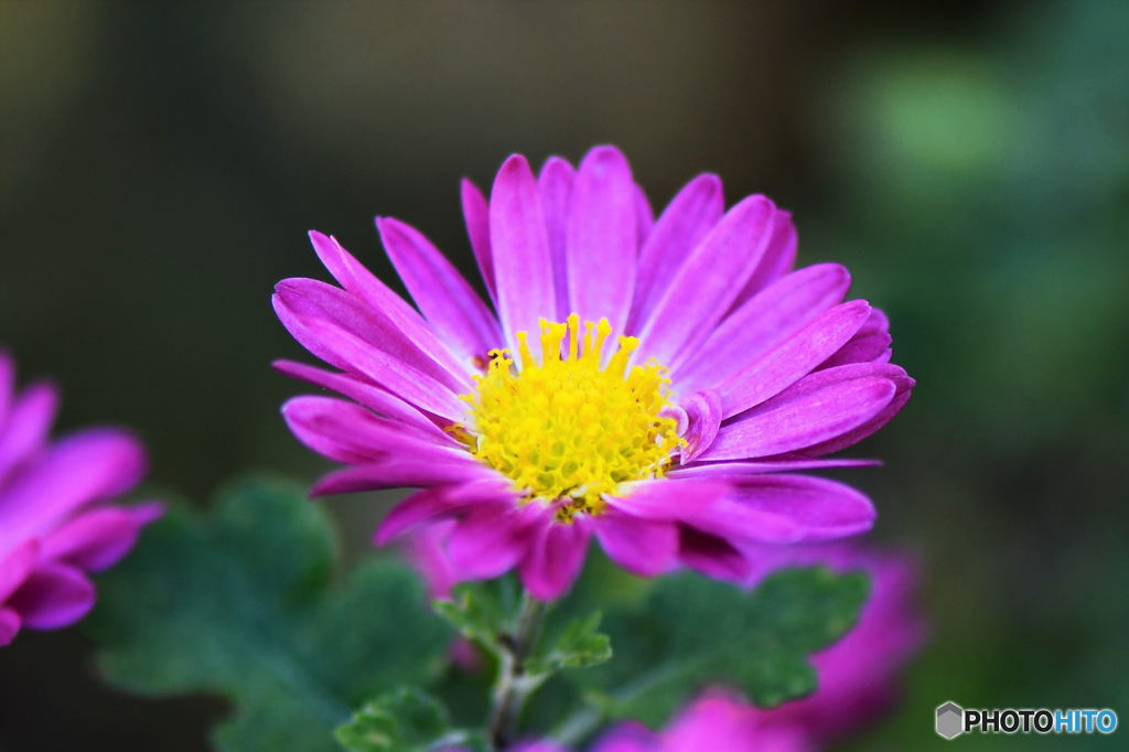 庭に咲いた小菊 23-091