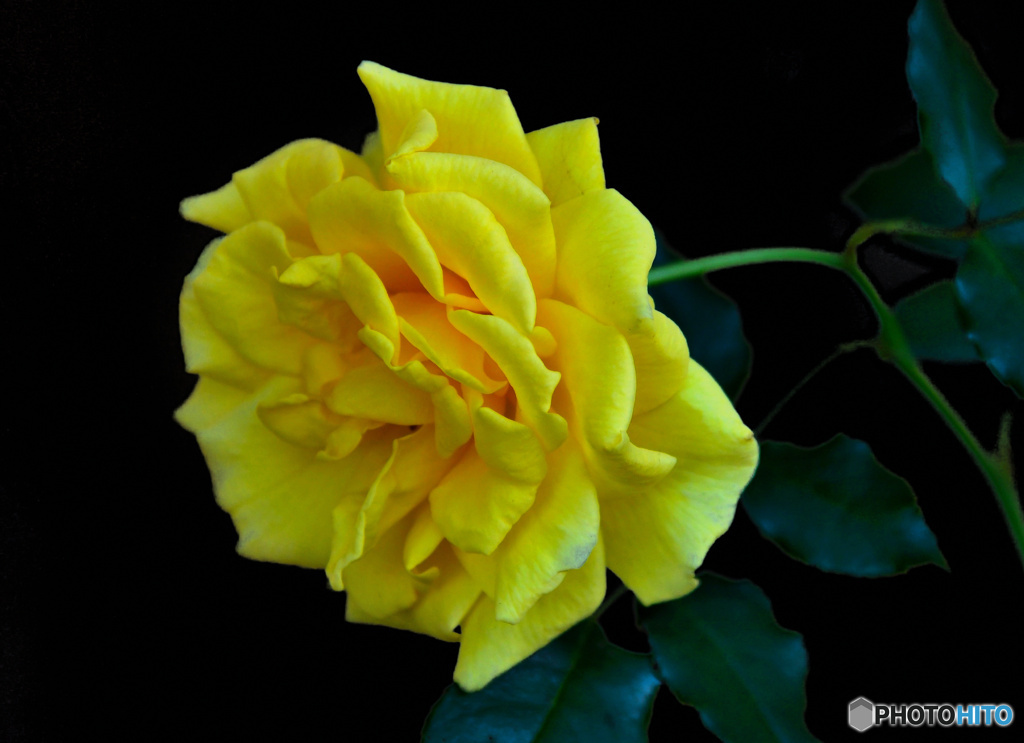 黄色バラの花