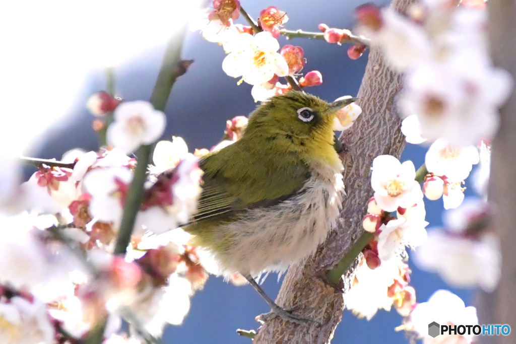 2月の白梅とメジロ