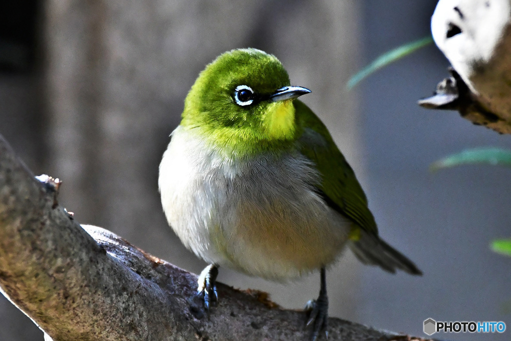 野山の鳥 22-076 メジ君