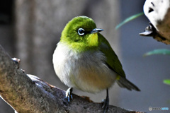 野山の鳥 22-076 メジ君