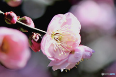 枝垂れ淡い紅梅  